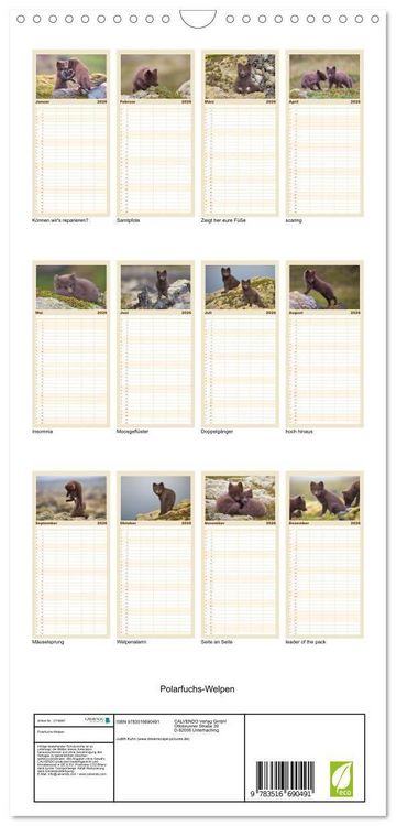 Produktbild: Familienplaner 2026 - Polarfuchs-Welpen mit 5 Spalten (Wandkalender, 21 x 45 cm) CALVENDO