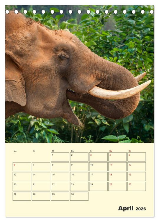 Produktbild: ELEFANTEN - Asiens graue Riesen (Tischkalender 2026 DIN A5 hoch), CALVENDO Monatskalender