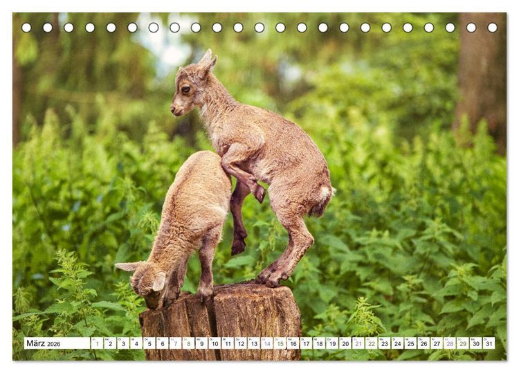 Produktbild: Steinb&ouml;cke - imposante Tiere (Tischkalender 2026 DIN A5 quer), CALVENDO Monatskalender
