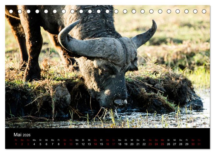 Produktbild: Afrika - Faszination Tierwelt (Tischkalender 2026 DIN A5 quer), CALVENDO Monatskalender