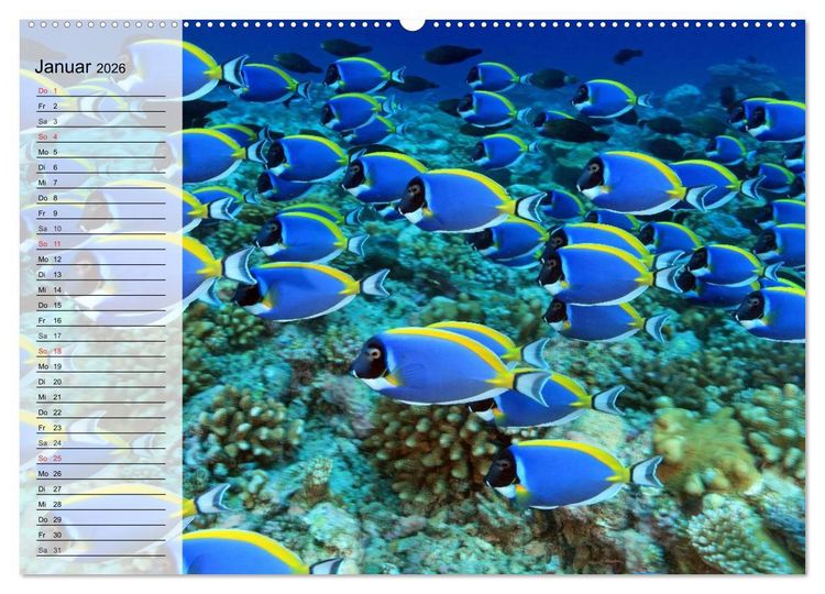 Produktbild: Paradiese im ewigen Blau. Die bunte Unterwasserwelt (Wandkalender 2026 DIN A2 quer), CALVENDO Monatskalender
