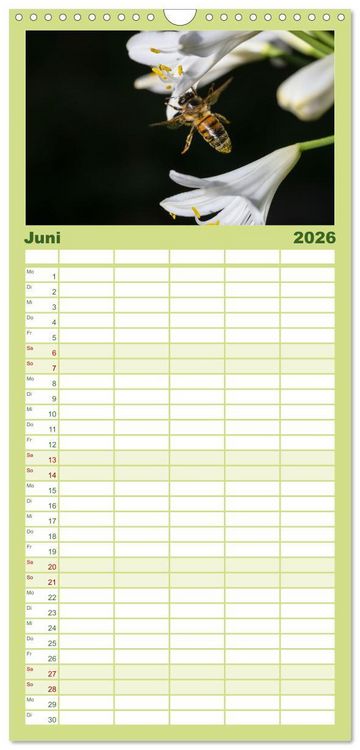 Produktbild: Familienplaner 2026 - Die Wunderwelt der Biene mit 5 Spalten (Wandkalender, 21 x 45 cm) CALVENDO