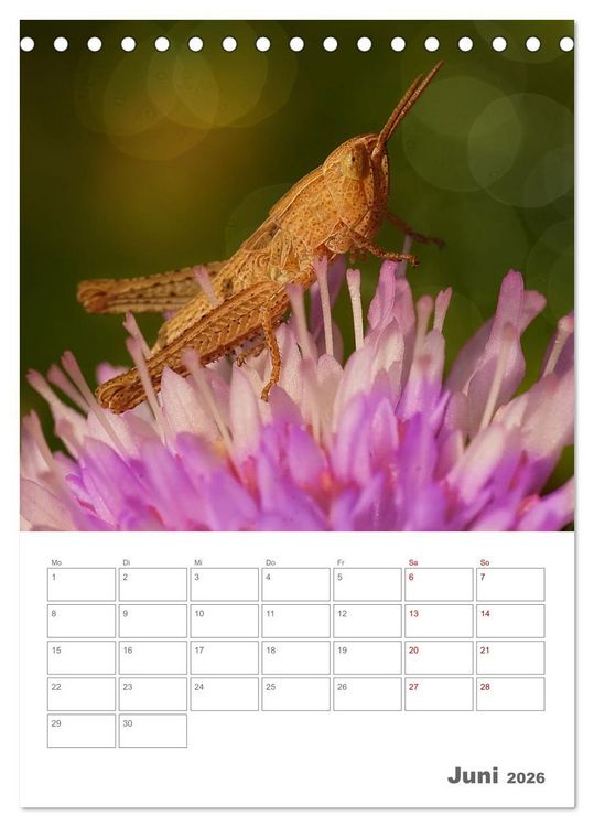 Produktbild: Helden in der Natur (Tischkalender 2026 DIN A5 hoch), CALVENDO Monatskalender
