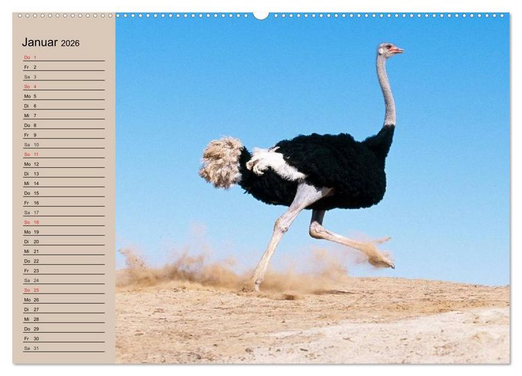 Produktbild: Vogel Strau&szlig;. Imposanter Riese und L&auml;ufer (hochwertiger Premium Wandkalender 2026 DIN A2 quer), Kunstdruck in Hochglanz