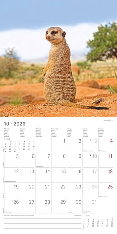 Produktbild: Alpha Edition - Erdmännchen 2026 Broschürenkalender, 30x30cm, Wandkalender mit P