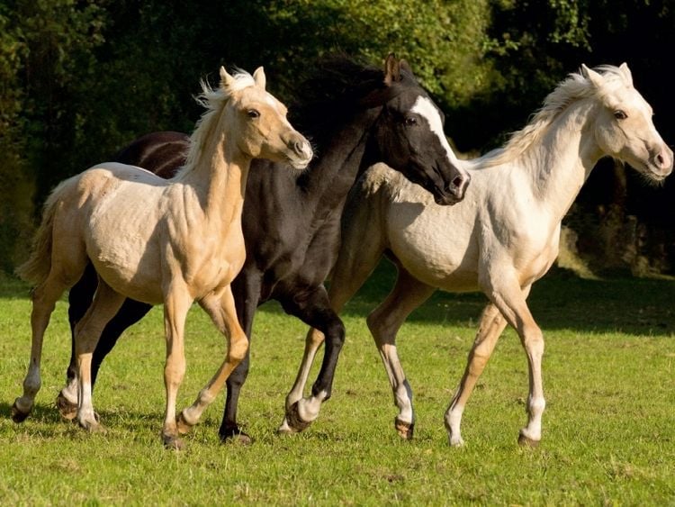 Produktbild: CALVENDO Puzzle junge Palominohengste | 1000 Teile Lege-Gr&ouml;&szlig;e 64x48cm Foto-Puzzle f&uuml;r gl&uuml;ckliche Stunden