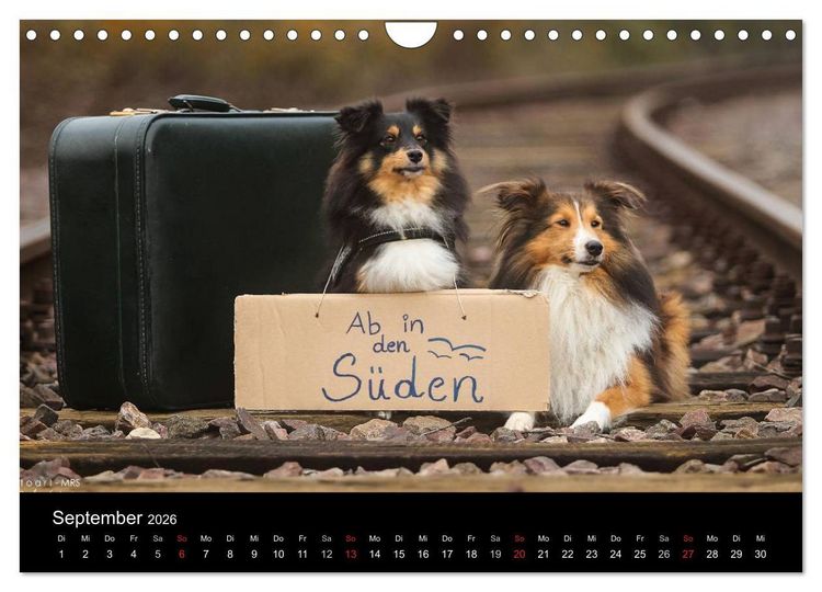 Produktbild: Wir lieben Shelties (Wandkalender 2026 DIN A4 quer), CALVENDO Monatskalender