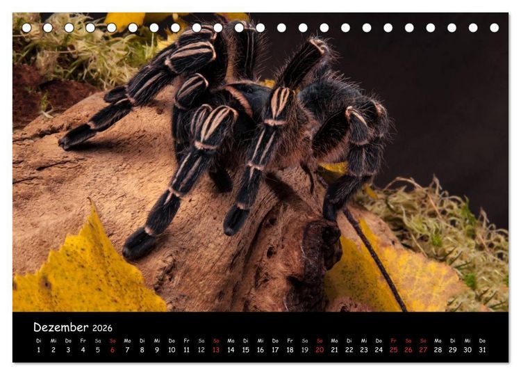 Produktbild: Mystische Vogelspinnen (Tischkalender 2026 DIN A5 quer), CALVENDO Monatskalender