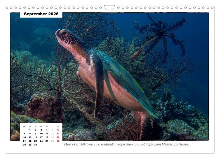 Produktbild: Meeresschildkr&ouml;ten, die Nomaden der Meere (Wandkalender 2026 DIN A3 quer), CALVENDO Monatskalender