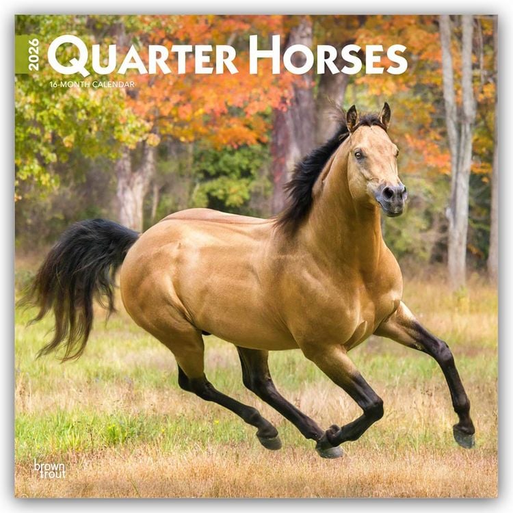 Produktbild: Quarter Horses – Quarter Horse 2026 – 16-Monatskalender