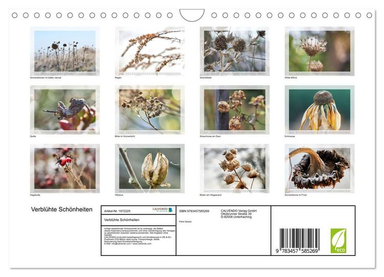 Produktbild: Verbl&uuml;hte Sch&ouml;nheiten (Wandkalender 2026 DIN A4 quer), CALVENDO Monatskalender