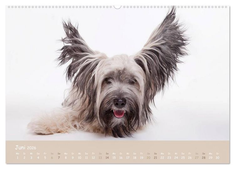 Produktbild: SCHLAPPOHREN (hochwertiger Premium Wandkalender 2026 DIN A2 quer), Kunstdruck in Hochglanz