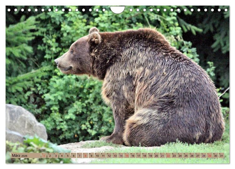 Produktbild: B&auml;ren - Der Eisb&auml;r und der Kamtschatka-Braunb&auml;r (Wandkalender 2026 DIN A4 quer), CALVENDO Monatskalender