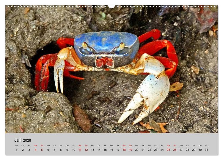Produktbild: COSTA RICA - Tierische Momente (hochwertiger Premium Wandkalender 2026 DIN A2 quer), Kunstdruck in Hochglanz