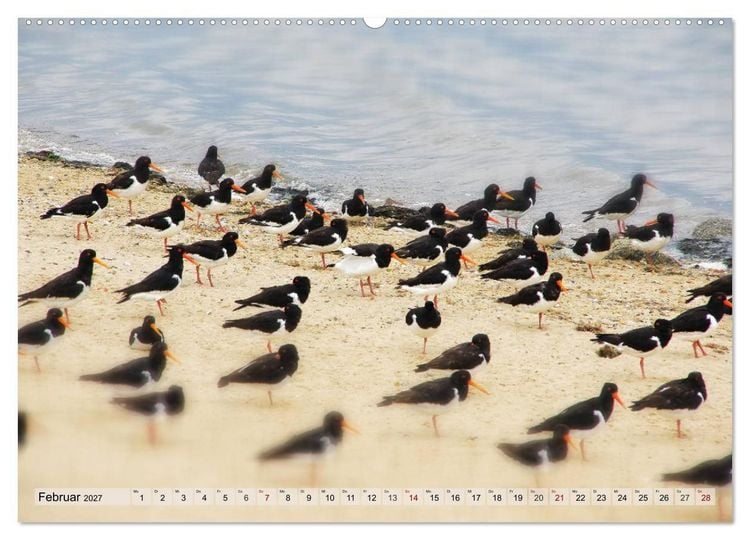 Produktbild: Typisch Amrum! (hochwertiger Premium Wandkalender 2027 DIN A2 quer), Kunstdruck in Hochglanz
