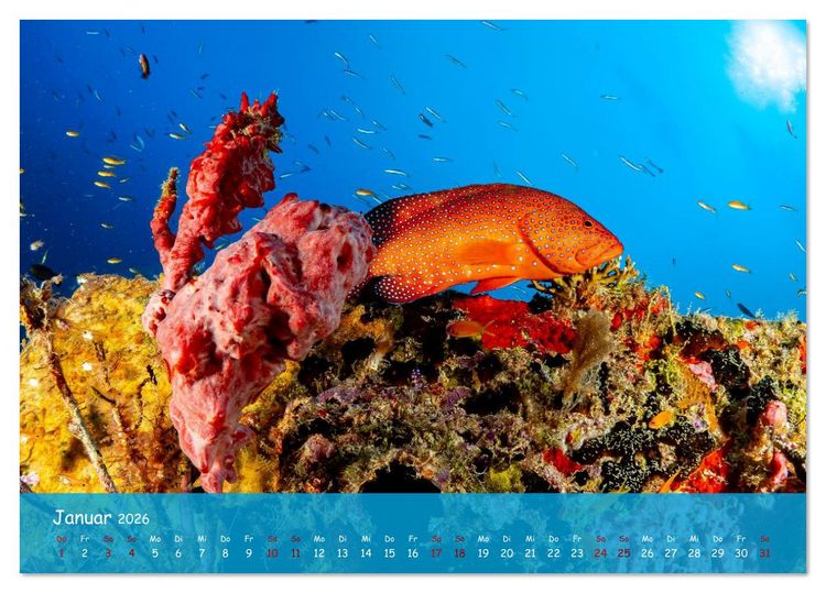 Produktbild: Faszinierende Meereswelt der Malediven (Tischkalender 2026 DIN A5 quer), CALVENDO Monatskalender