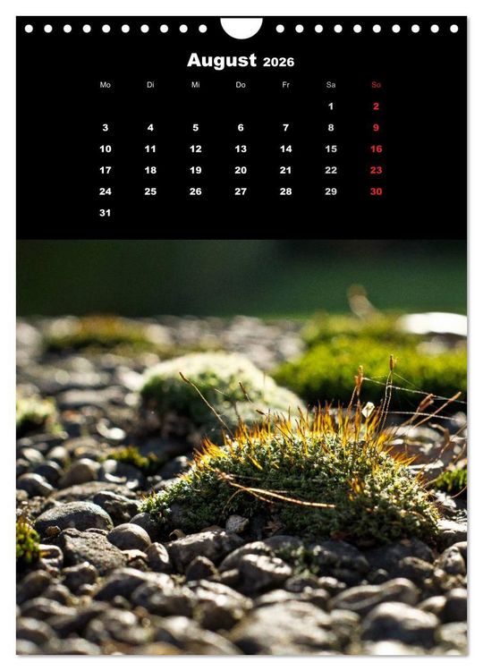 Produktbild: Die Welt der Moose. Ein Blick nach unten (Wandkalender 2026 DIN A4 hoch), CALVENDO Monatskalender