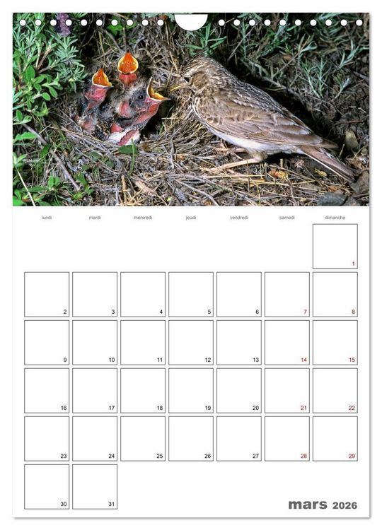 Produktbild: Les passereaux &agrave; l'or&eacute;e de la vie (Calendrier mural 2026 DIN A4 horizontal), CALVENDO calendrier mensuel