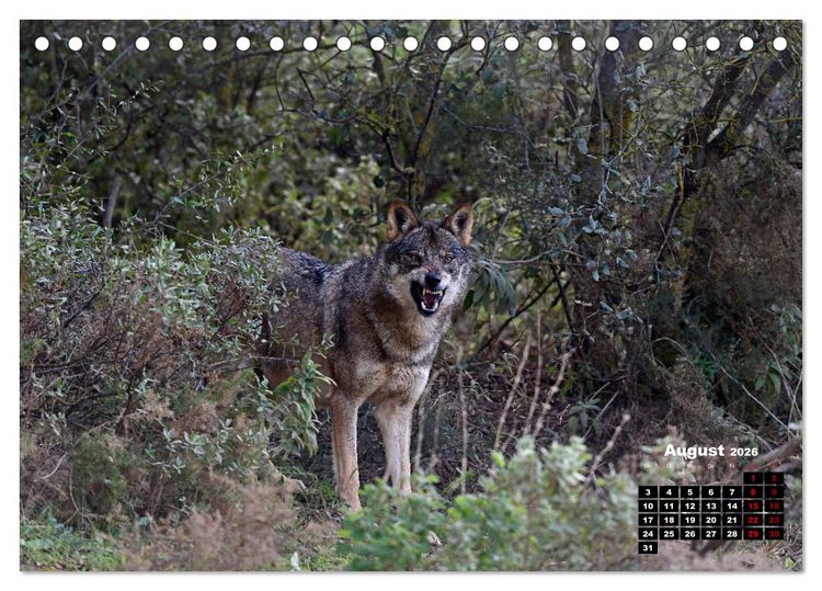 Produktbild: Willkommen Wolf (Tischkalender 2026 DIN A5 quer), CALVENDO Monatskalender