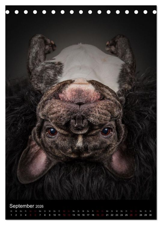 Produktbild: Bullyzauber - Franz&ouml;sische Bulldoggen (Tischkalender 2026 DIN A5 hoch), CALVENDO Monatskalender