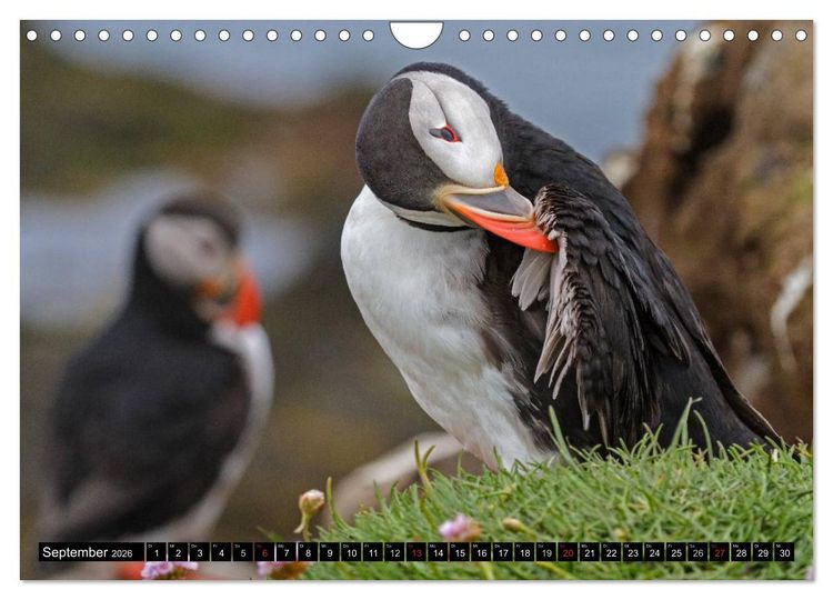 Produktbild: Papageitaucher Clowns der Meere (Wandkalender 2026 DIN A4 quer), CALVENDO Monatskalender
