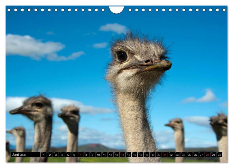 Produktbild: S&uuml;dafrika (Wandkalender 2026 DIN A4 quer), CALVENDO Monatskalender