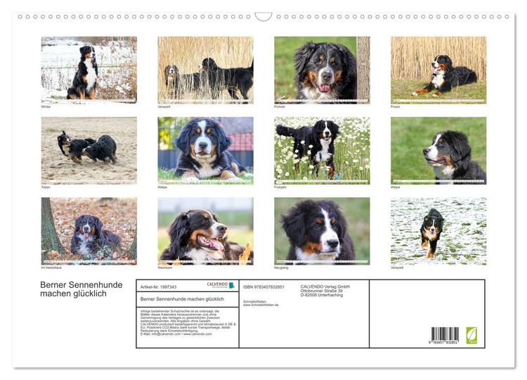 Produktbild: Berner Sennenhunde machen gl&uuml;cklich (Wandkalender 2026 DIN A2 quer), CALVENDO Monatskalender