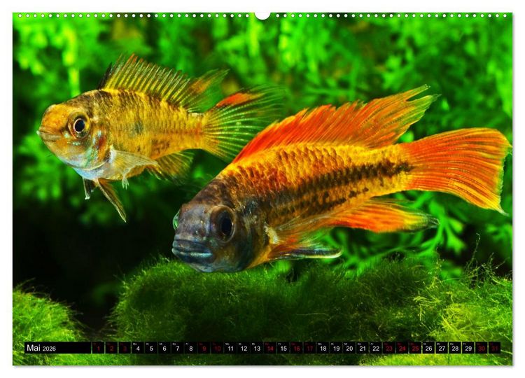 Produktbild: Beliebte Fische der Welt (Wandkalender 2026 DIN A2 quer), CALVENDO Monatskalender