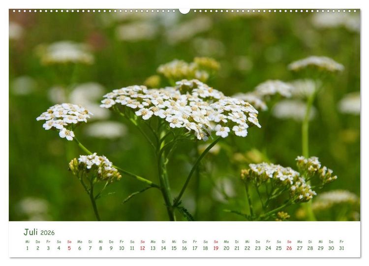 Produktbild: Arzneipflanzen (hochwertiger Premium Wandkalender 2026 DIN A2 quer), Kunstdruck in Hochglanz