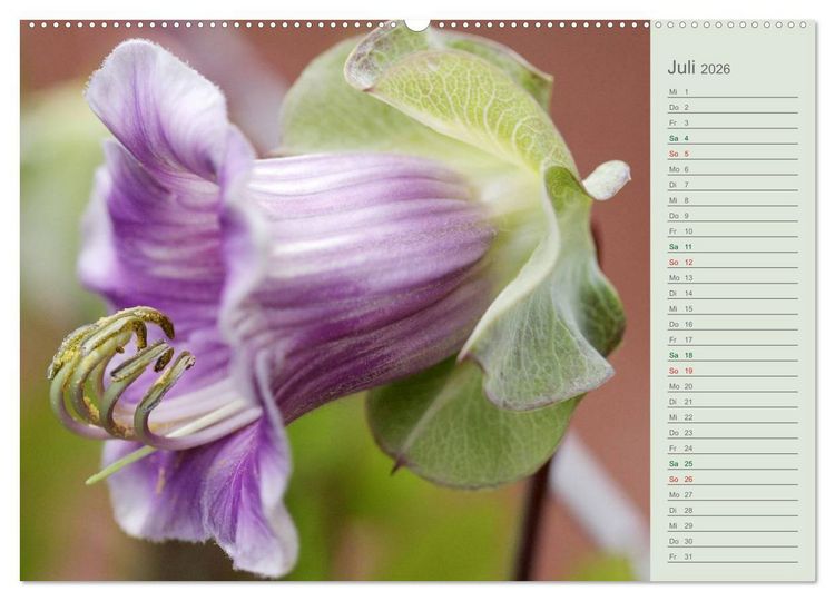 Produktbild: Liebenswerte Gl&ouml;ckchen (Wandkalender 2026 DIN A2 quer), CALVENDO Monatskalender