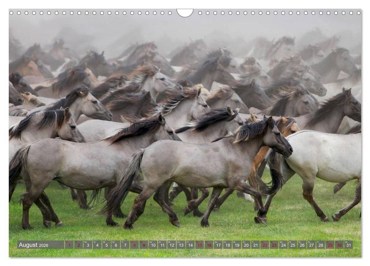 Produktbild: D&uuml;lmener Wildpferde - Wildpferde im Meerfelder Bruch (Wandkalender 2026 DIN A3 quer), CALVENDO Monatskalender