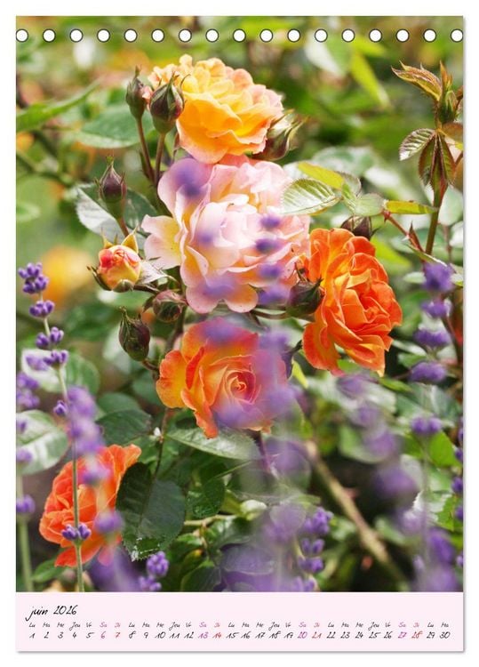 Produktbild: Une f&ecirc;te des roses (Calendrier de bureau 2026 DIN A5 horizontal), CALVENDO calendrier mensuel