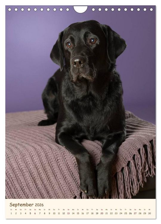 Produktbild: Labrador Retriever (Wandkalender 2026 DIN A4 hoch), CALVENDO Monatskalender