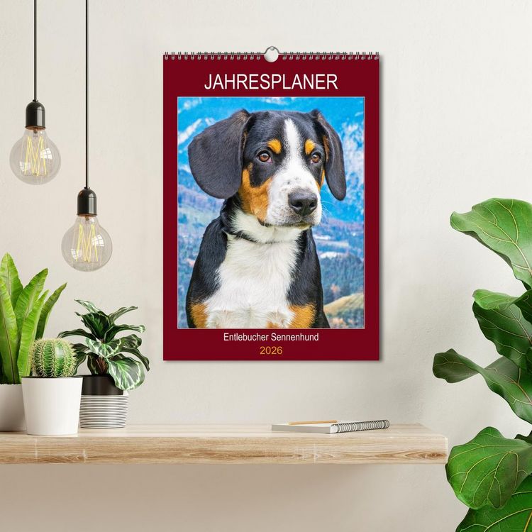 Produktbild: Jahresplaner Entlebucher Sennenhund (Wandkalender 2026 DIN A3 hoch), CALVENDO Monatskalender