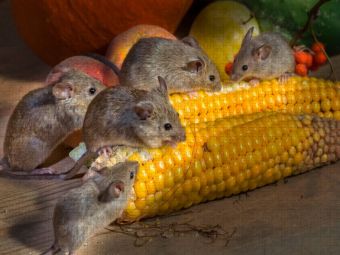 Produktbild: CALVENDO Puzzle Kleiner Nager - Maus | 1000 Teile Lege-Gr&ouml;&szlig;e 64x48cm Foto-Puzzle f&uuml;r gl&uuml;ckliche Stunden