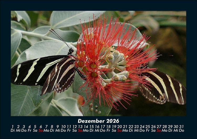 Produktbild: Bunte Pracht der Schmetterlinge 2026 Fotokalender DIN A5