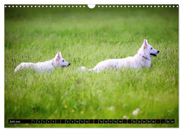 Produktbild: Wei&szlig;e Sch&auml;ferhunde in sch&ouml;nen Landschaften (Wandkalender 2026 DIN A3 quer), CALVENDO Monatskalender