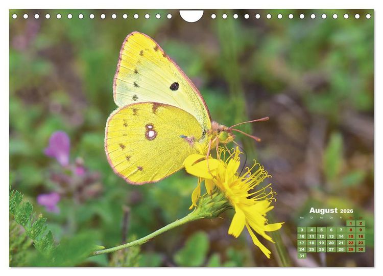 Produktbild: GEOclick Lernkalender: Portr&auml;ts einheimischer Schmetterlinge (Wandkalender 2026 DIN A4 quer), CALVENDO Monatskalender