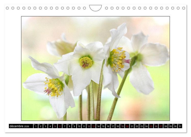 Produktbild: Charmantes fleurs blanches (Calendrier mural 2026 DIN A4 vertical), CALVENDO calendrier mensuel