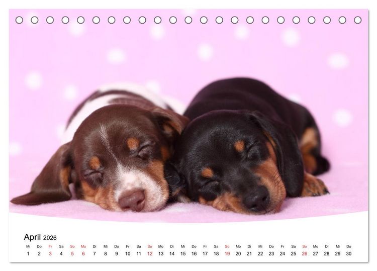 Produktbild: S&uuml;&szlig;e Tr&auml;ume 2026 - schlafende Hundewelpen (Tischkalender 2026 DIN A5 quer), CALVENDO Monatskalender
