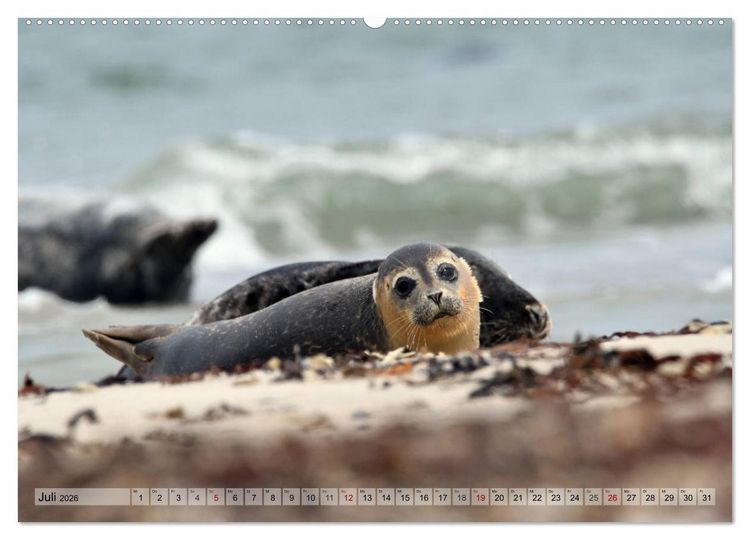 Produktbild: Sch&ouml;ne Insel Helgoland (Wandkalender 2026 DIN A2 quer), CALVENDO Monatskalender