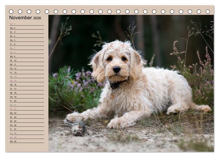 Produktbild: Ein Labradoodle-Welpe in der Heide (Tischkalender 2026 DIN A5 quer), CALVENDO Monatskalender