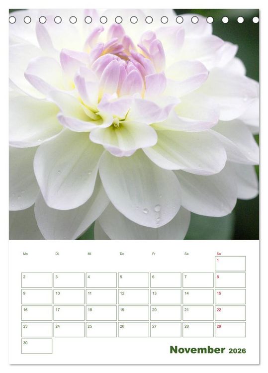 Produktbild: Wei&szlig;e Bl&uuml;ten im Gr&uuml;nen (Tischkalender 2026 DIN A5 hoch), CALVENDO Monatskalender