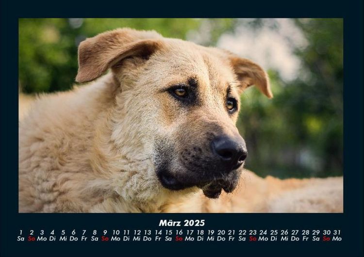 Produktbild: Hunde 2025 Fotokalender DIN A4