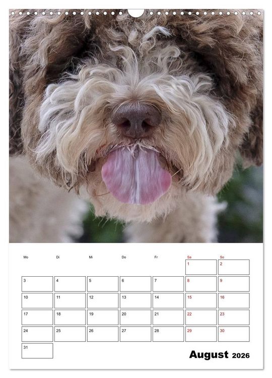 Produktbild: Lagotto Romagnolo - Lustige Zwerge (Wandkalender 2026 DIN A3 hoch), CALVENDO Monatskalender