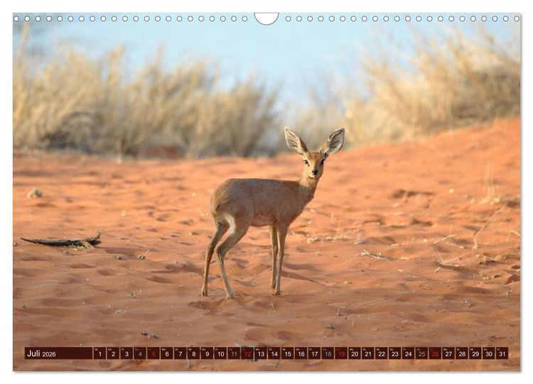 Produktbild: Afrikas wilde Sch&ouml;nheiten (Wandkalender 2026 DIN A3 quer), CALVENDO Monatskalender