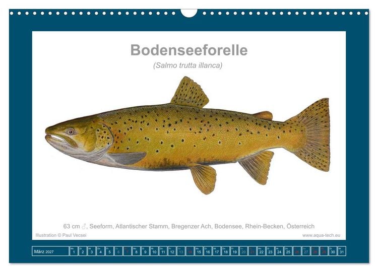 Produktbild: Fisch als Kunst 2027: Seeforellen (Wandkalender 2027 DIN A3 quer), CALVENDO Monatskalender