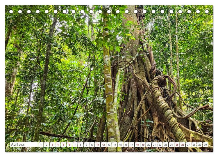 Produktbild: Gunung Leuser Nationalpark Sumatra (Tischkalender 2026 DIN A5 quer), CALVENDO Monatskalender