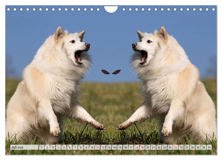 Produktbild: Mit doppelter Power durch das Jahr (Wandkalender 2026 DIN A4 quer), CALVENDO Monatskalender