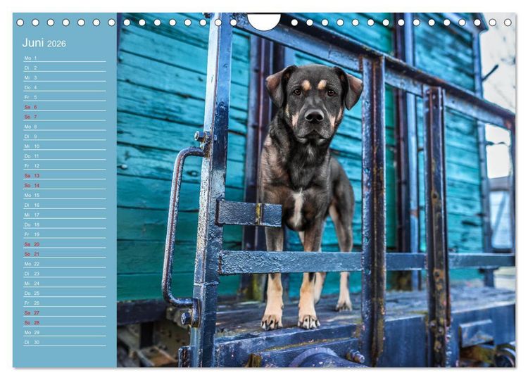 Produktbild: Hunde im Fokus (Wandkalender 2026 DIN A4 quer), CALVENDO Monatskalender